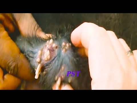Removing Monster Ticks From Helpless Dog #19