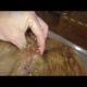 Removing mango worms from helpless dog - Rescue Videos 2022 #14