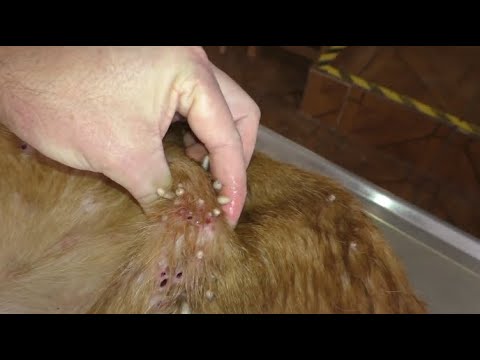 Removing mango worms from helpless dog - Rescue Videos 2022 #14