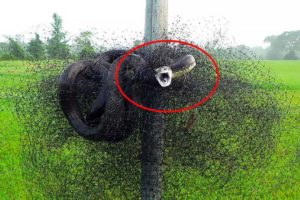 🐍 Rescue A Snake Being Trapped In Bird Netting ✨ Life Comedy