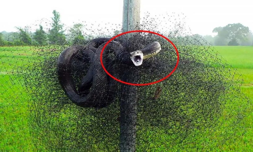 🐍 Rescue A Snake Being Trapped In Bird Netting ✨ Life Comedy