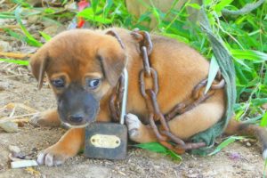 Rescue Cute Puppy Tied up with Huge Chain and Abandoned at Very Old Hut