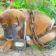 Rescue Cute Puppy Tied up with Huge Chain and Abandoned at Very Old Hut