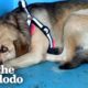 Rescue Dog Hides In The Corner Until The Right Person Comes Along | The Dodo Faith = Restored