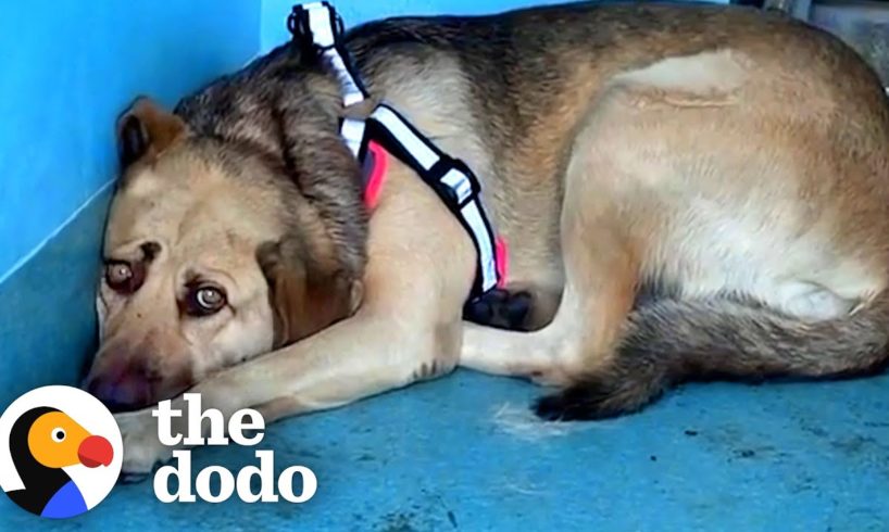 Rescue Dog Hides In The Corner Until The Right Person Comes Along | The Dodo Faith = Restored