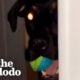 Rescue Dog Stalks His Dad Every Day — Then Starts Bringing Him "Gifts" From Outside | The Dodo