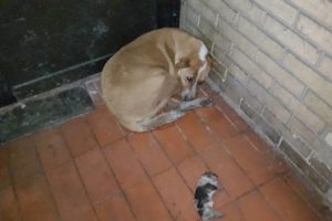 Rescue stray pregnant mother dog wandering on the street at frozen night gave birth 6 survived puppy