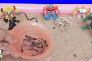 Robot And Hulk Playing With Betta Fish - Cute Baby Animals - The Animals Around Us