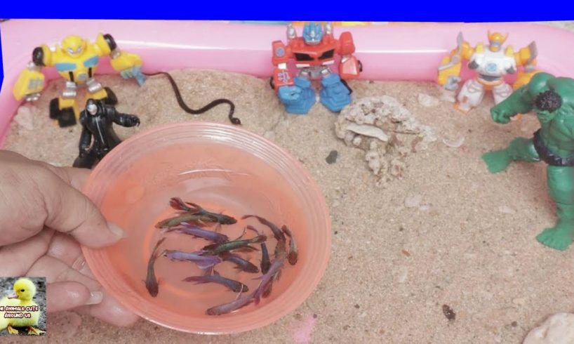 Robot And Hulk Playing With Betta Fish - Cute Baby Animals - The Animals Around Us
