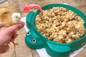 SAVING THOUSANDS OF BABY CHICKS FROM BEING SLAUGHTERED !