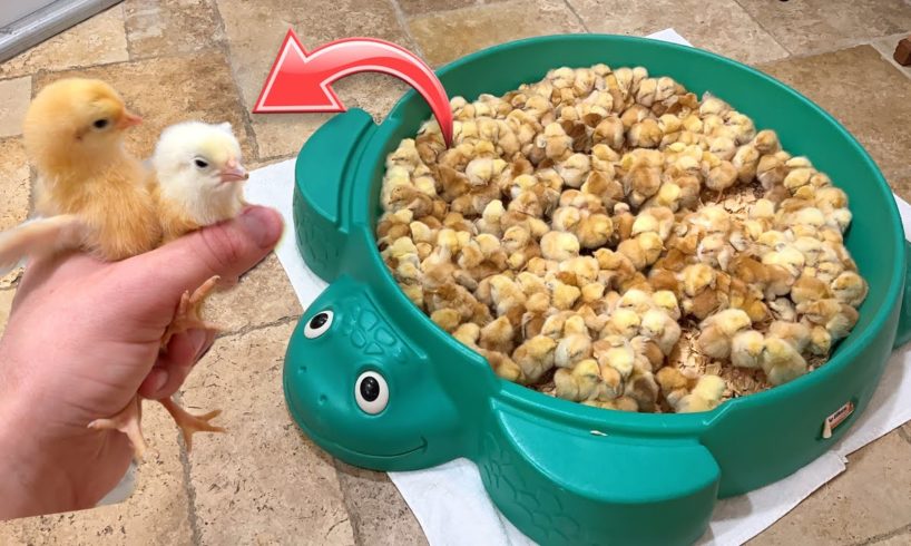 SAVING THOUSANDS OF BABY CHICKS FROM BEING SLAUGHTERED !