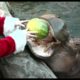 Santa Delivers Gifts to the Animals 2021 - Cincinnati Zoo