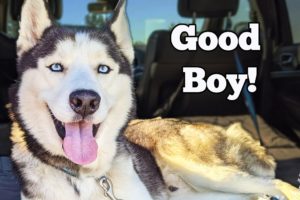 Saving Rocky The Husky | Will He Find a Home?