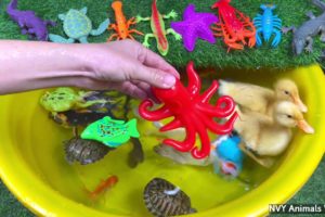 Sea Creatures, Colorful Animals Playing Under Water, Duck, Starfish, Gecko, Guppies, Turtle, Shrimp