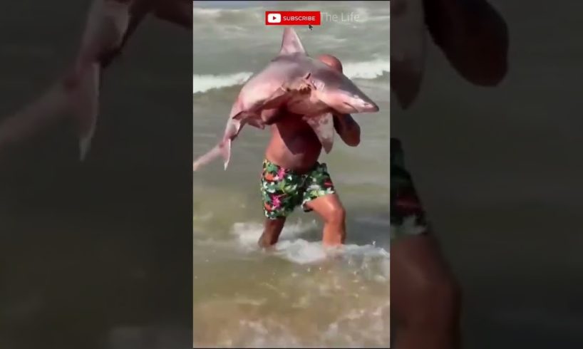Sea Shark 😮😲😎😂👍 #shark #sea #shorts #youtubeshorts #trending #viral #newshorts #memes #fishing #me