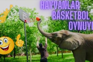 Sevimli Hayvanlar Basketbol Oynuyor   ( Cute Animals Playing Basketball )
