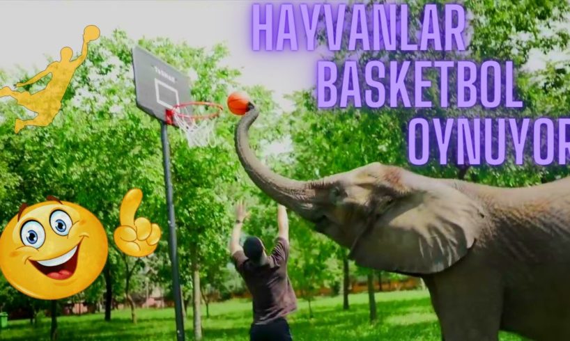 Sevimli Hayvanlar Basketbol Oynuyor   ( Cute Animals Playing Basketball )