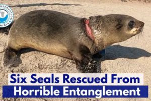Six Seals Rescued From Horrible Entanglement