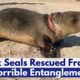 Six Seals Rescued From Horrible Entanglement