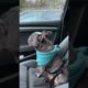 Smart funny dog 🤣 Ultimate Cutest PUPPIES Frenchie Dogs🥰 #Frenchie #Shorts #FunnyDogs
