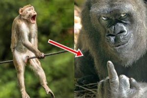 Some Funny Animals To Help Your Day Not Be Boring