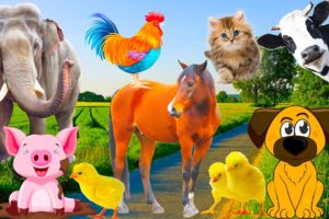 Sounds and weights of farm animals - Horses, elephants, cows, chickens, cats