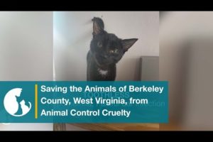 Special Investigation: Saving the Animals of Berkeley County from Animal Control Cruelty