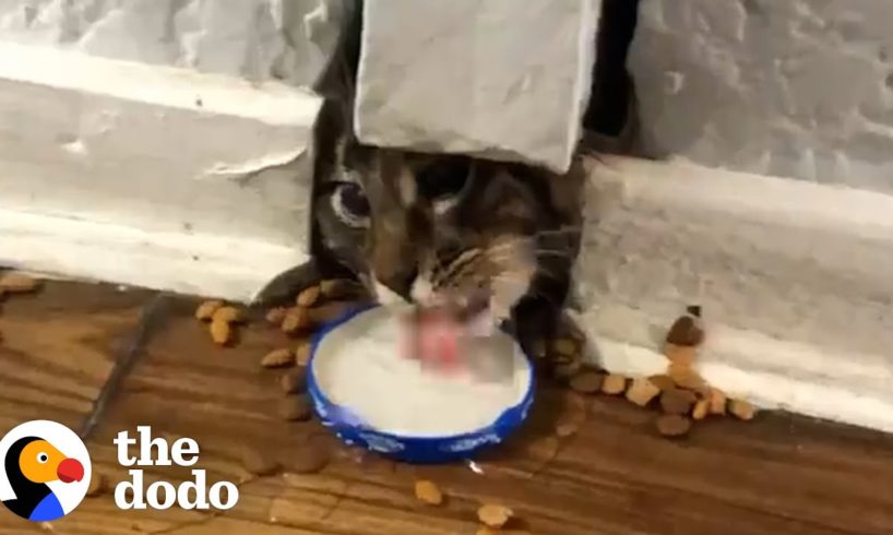 Stray Cat Stuck In A Wall For Over A Week | The Dodo