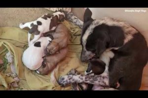 Street Doggie Puppies | 2nd Day | Cutest Puppies | Mother Dog Cute Puppy Video | New Born Puppies