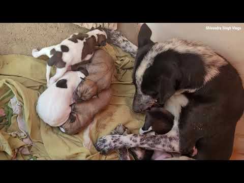 Street Doggie Puppies | 2nd Day | Cutest Puppies | Mother Dog Cute Puppy Video | New Born Puppies