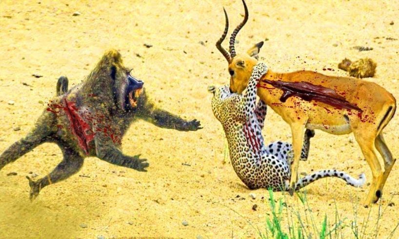 TOP 10 ANIMAL FIGHTS I JUST FOUND