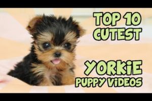 TOP 10 CUTEST YORKIE PUPPIES OF ALL TIME