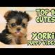 TOP 10 CUTEST YORKIE PUPPIES OF ALL TIME