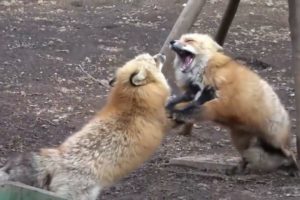 TOP 10 . FUNNY ANIMAL FIGHTS