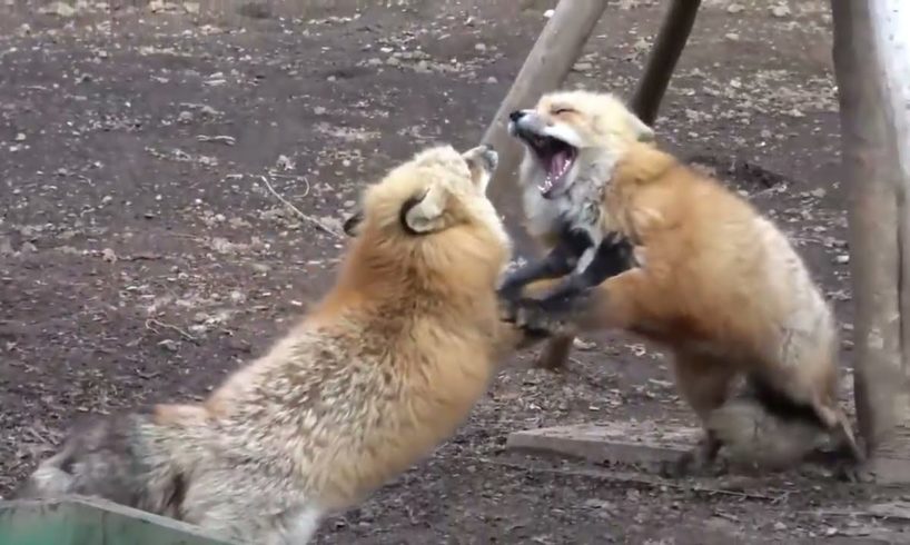 TOP 10 . FUNNY ANIMAL FIGHTS