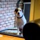 Terrified Rescue Pittie Gets Surprised With A Special Delivery | The Dodo Pittie Nation