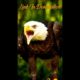 The Best Of Eagle Attacks-Most Amazing Moments Of Wild Animal Fights! Wild Discovery Animals #shorts