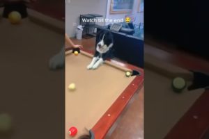 The Billiard-playing DOG - DAILY 🐶 ANIMALS 😻 SHORTS