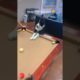 The Billiard-playing DOG - DAILY 🐶 ANIMALS 😻 SHORTS