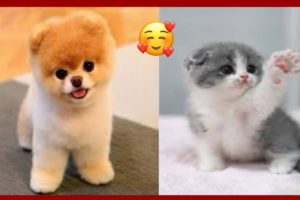 The Cutest Puppies And Kittens On TikTok 🥰😸🐕