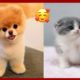 The Cutest Puppies And Kittens On TikTok 🥰😸🐕