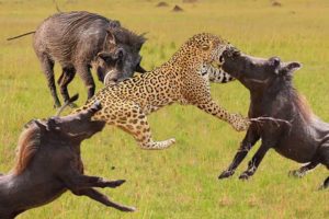 The End When Warthog Teases The Leopard - Warthog Vs Leopards | 1001 Animals