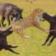 The End When Warthog Teases The Leopard - Warthog Vs Leopards | 1001 Animals