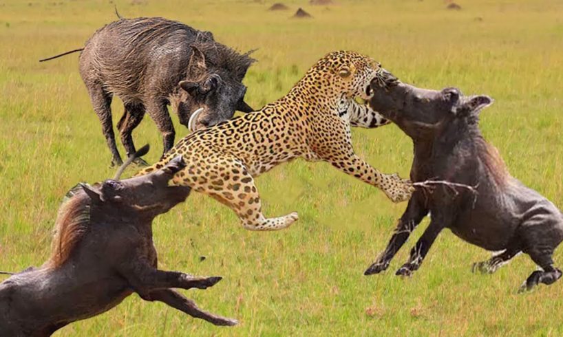 The End When Warthog Teases The Leopard - Warthog Vs Leopards | 1001 Animals