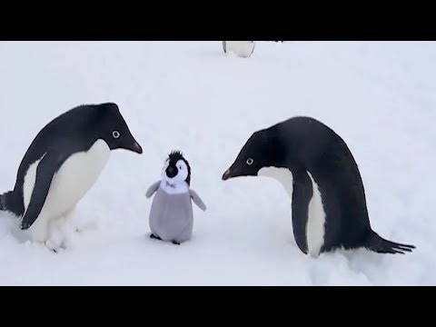 The FUNNIEST WINTER ANIMALS - You'll definitely FAIL this TRY NOT TO LAUGH challenge!