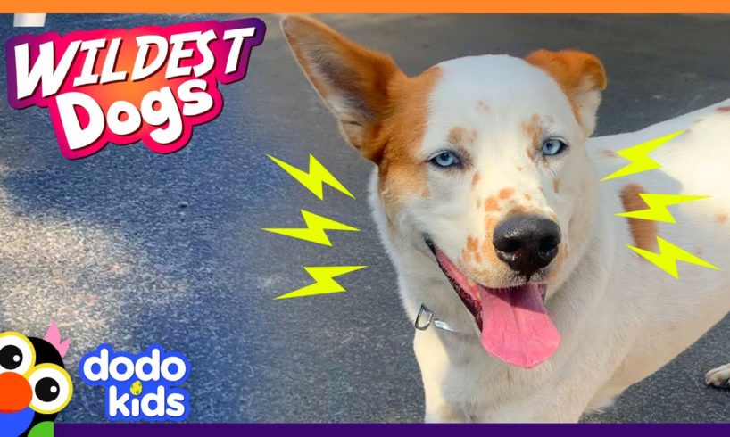 The Funniest, Wildest Dogs We Met This Year! | Animal Videos | Dodo Kids