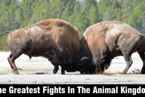 The Greatest Fights In The Animal Kingdom| Wild Animal Fights 🦍🐺