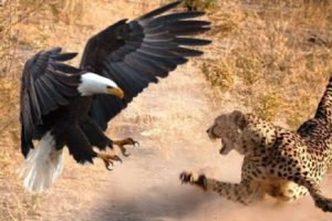 The Most Amazing Eagle Attacks Ever Caught on Camera