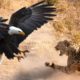 The Most Amazing Eagle Attacks Ever Caught on Camera