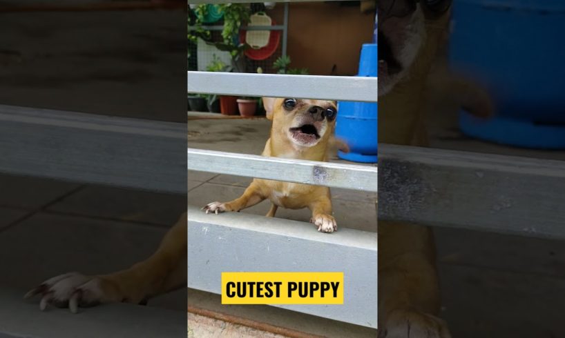 The Most Cutest PUPPY'S i ever Seen, Thumb Up! if like PUPPIES 🥰December 21, 2021